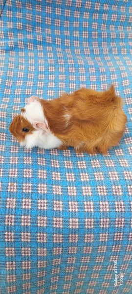 Baby Guinea Pigs Carousel 1