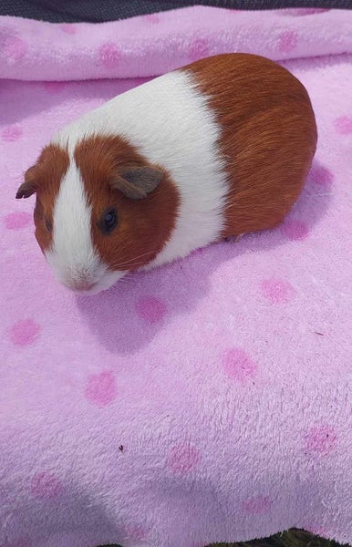 Baby Guinea Pigs Carousel 3