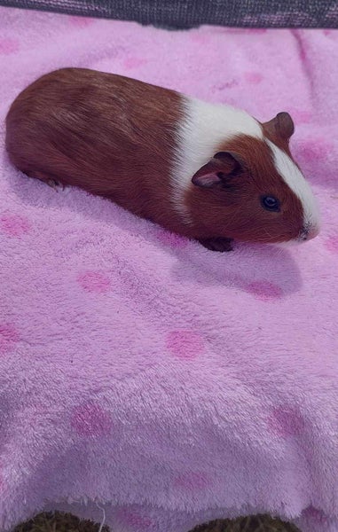 Baby Guinea Pigs Carousel 2