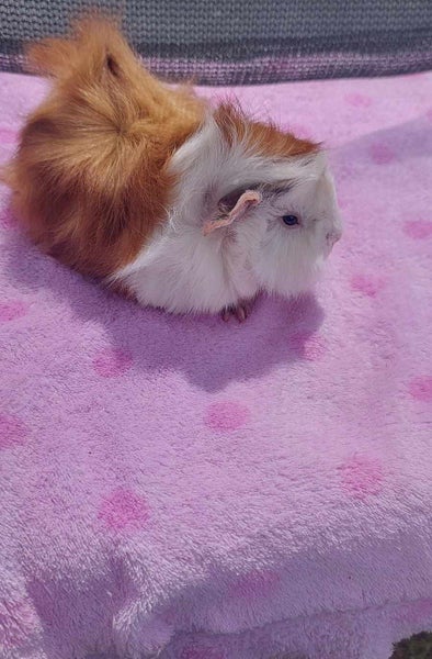 Baby Guinea Pigs Carousel 1