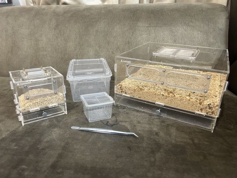luxury mealworm farm ( cycle set with worm and beetles) Carousel 1
