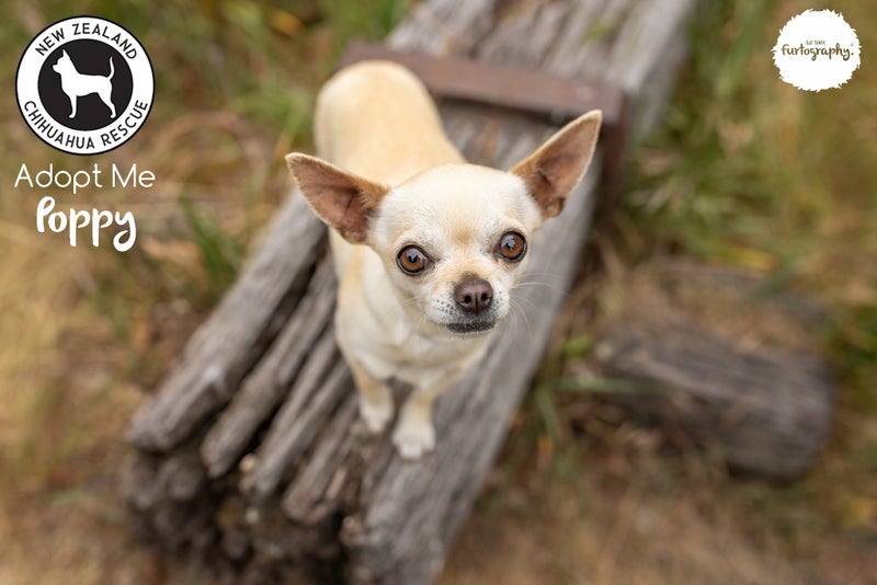 Poppy - Smooth Coat Chihuahua (cross) (NZ Chihuahua Rescue) Carousel 1