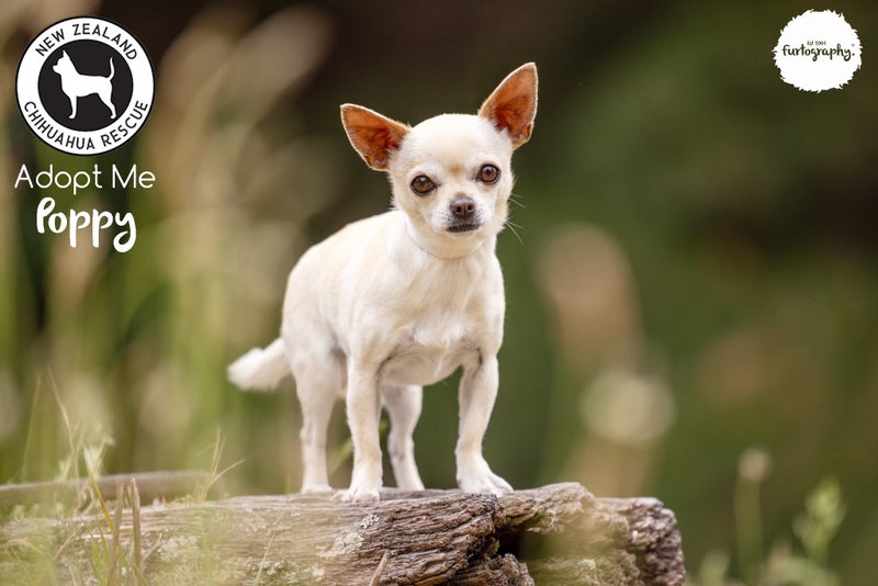 Poppy - Smooth Coat Chihuahua (cross) (NZ Chihuahua Rescue) Carousel 4