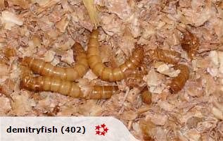 200 Live Mealworms **Special** Carousel 1