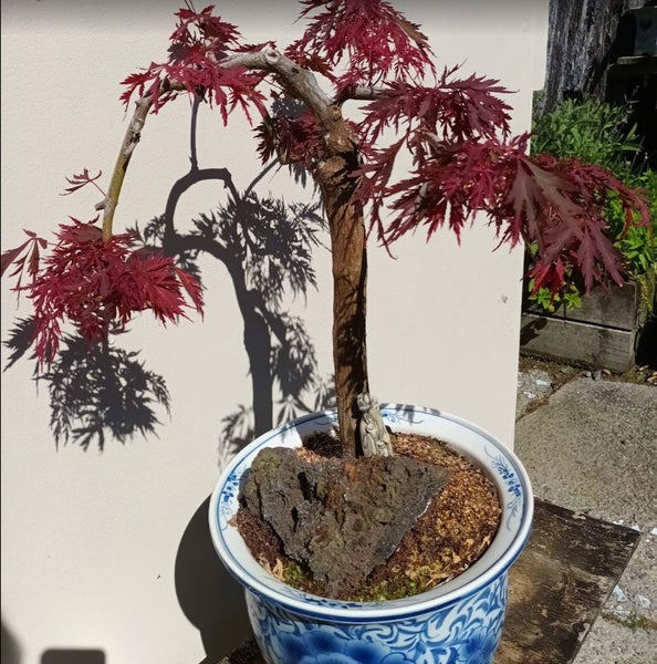 BONSAI JAPANES MAPLE Carousel 1