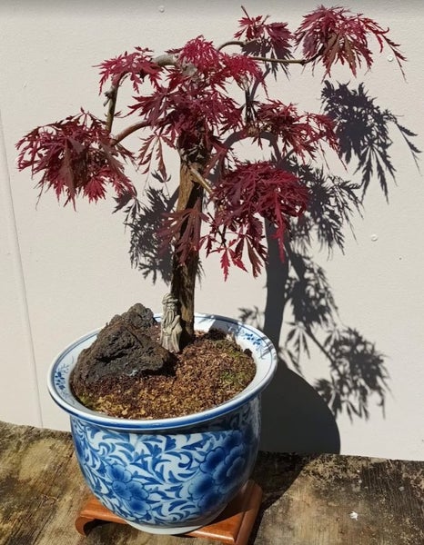 BONSAI JAPANES MAPLE Carousel 2