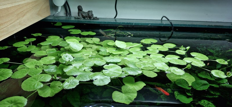 Hydrocotyle Leucocephala, Bazilian Pennywort Carousel 1