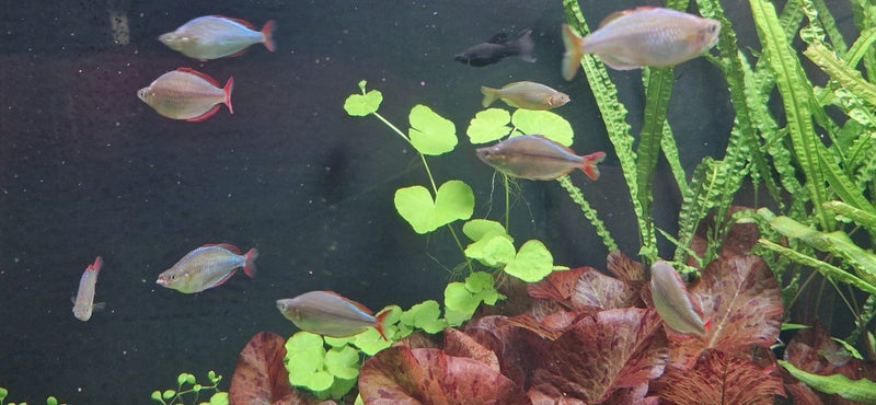 Hydrocotyle Leucocephala, Bazilian Pennywort Carousel 2