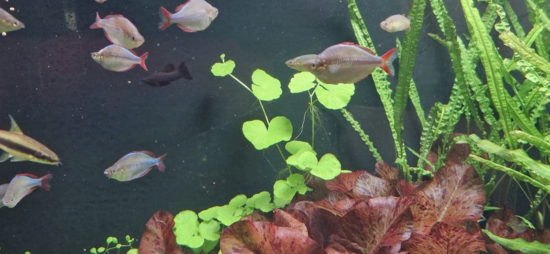 Hydrocotyle Leucocephala, Bazilian Pennywort Carousel 3