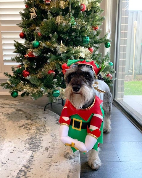 Elf Pup Pet Christmas Costume Carousel 2