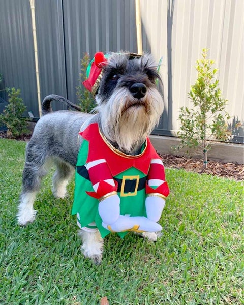 Elf Pup Pet Christmas Costume Carousel 3