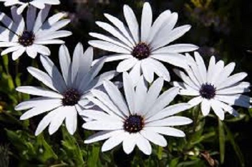 African Daisy Osteospermum Ice White Carousel 1