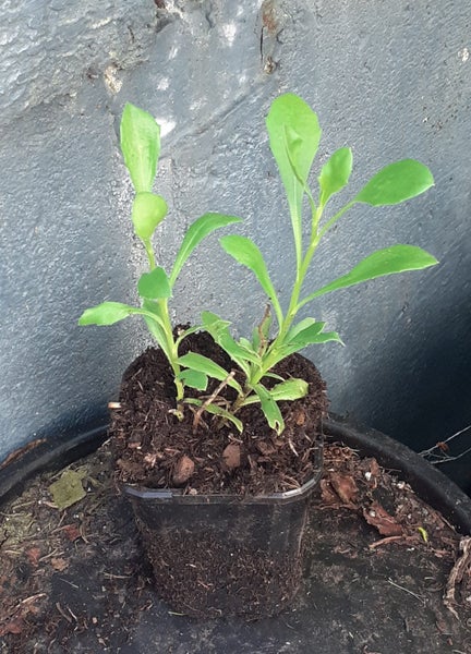 African Daisy Osteospermum Ice White Carousel 2