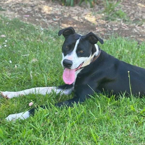 Blaze - Cattle X - BOI Animal Rescue Trust Carousel 1