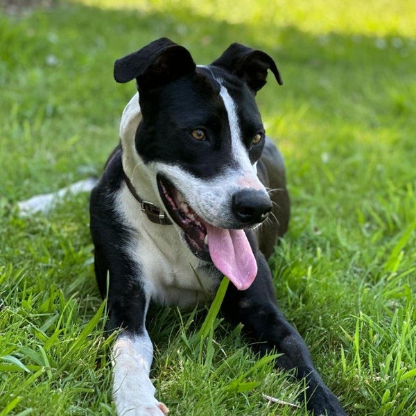 Blaze - Cattle X - BOI Animal Rescue Trust Carousel 2