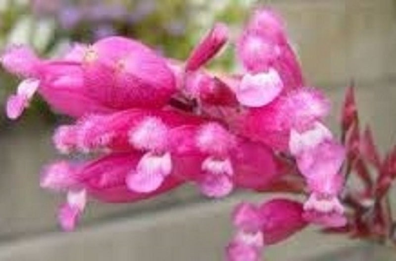 Salvia Bethellii Rosebud salvia rose pink flowers stems 1.8 m tall perennial Carousel 1