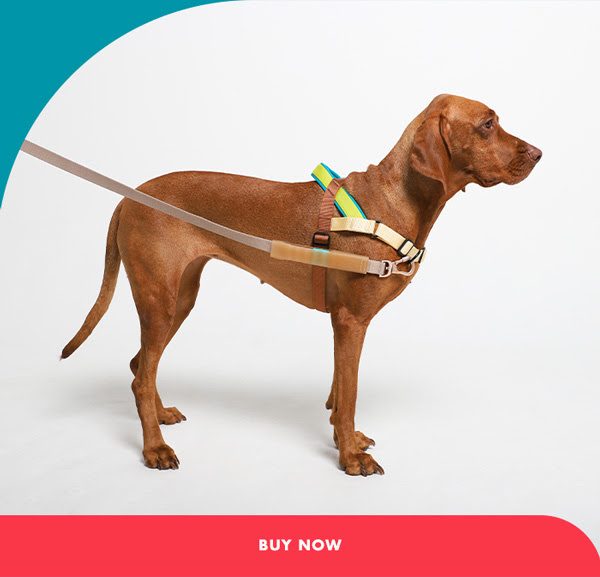 ZEE.DOG SOFTER WALK HARNESS - AVOCADO - MEDIUM! Carousel 2