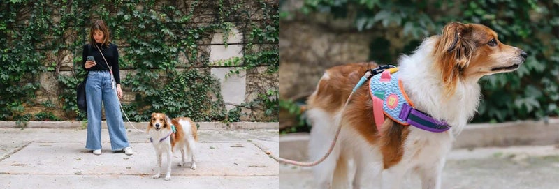 ZEE.DOG FLYHARNESS - GALAXY - SIZE 4 Carousel 2
