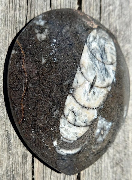 Orthoceras sp Fossil (approx 500 MYO). Early uncoiled Nautiloid from Morocco #3 Carousel 1