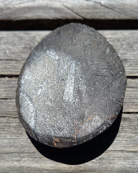 Orthoceras sp Fossil (approx 500 MYO). Early uncoiled Nautiloid from Morocco #3 Carousel 2