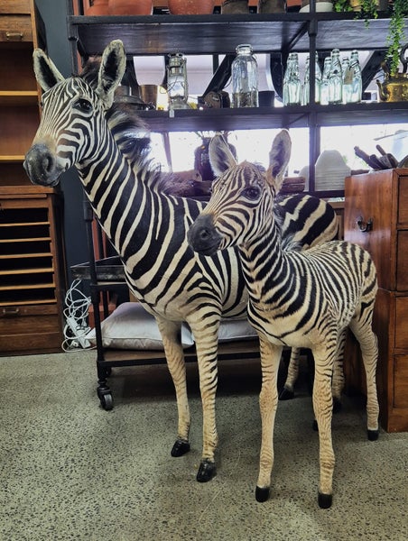 FABULOUS JUVENILE BURCHELL ZEBRA MOUNTS Carousel 1