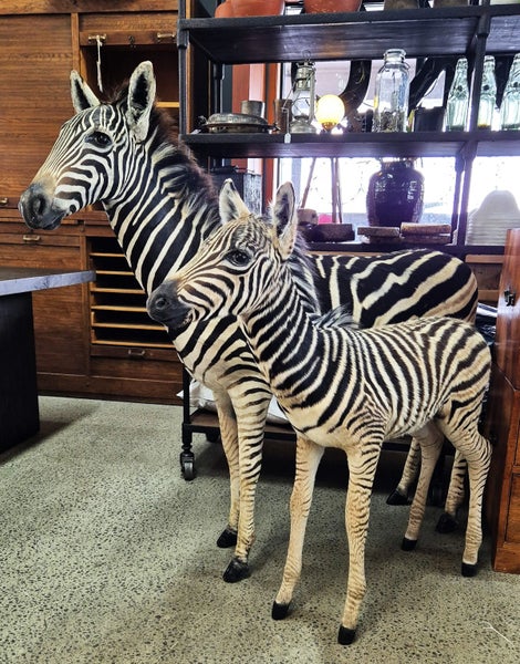 FABULOUS JUVENILE BURCHELL ZEBRA MOUNTS Carousel 2