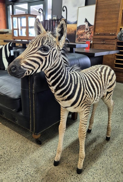 FABULOUS JUVENILE BURCHELL ZEBRA MOUNTS Carousel 6