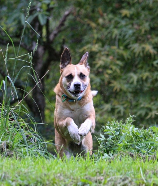 Jojo (Ellie's Canine Rescue & Rehome) Carousel 9
