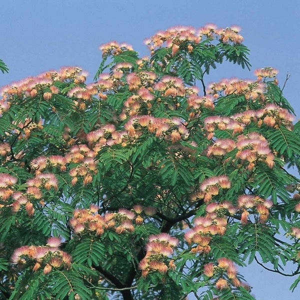 Albizia julibrissin rosea - Silk Tree Carousel 1