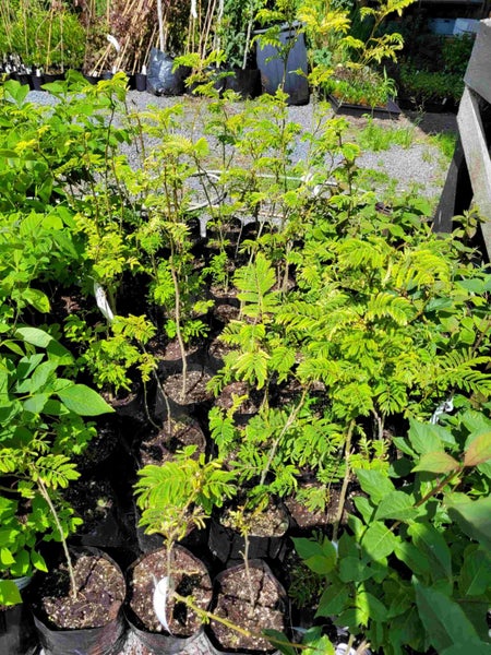 Albizia julibrissin rosea - Silk Tree Carousel 2