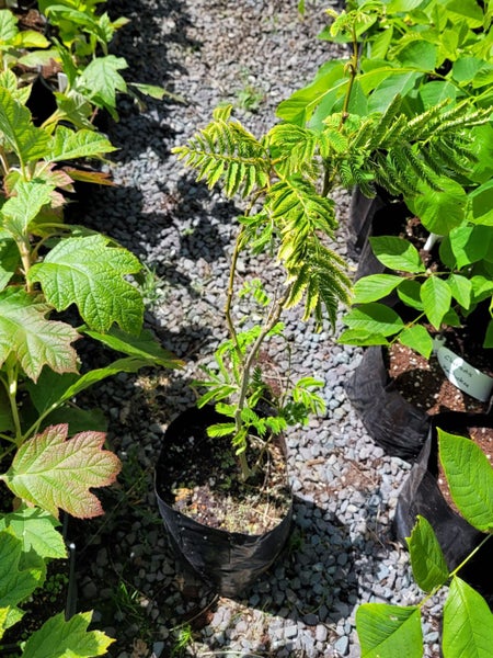 Albizia julibrissin rosea - Silk Tree Carousel 3