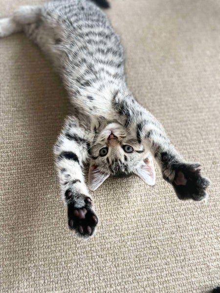 Rescue Kittens for Adoption Carousel 2