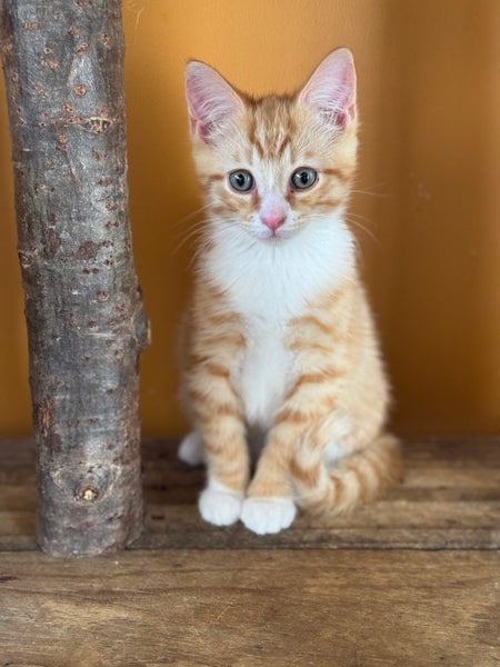 Rescue Kittens for Adoption Carousel 1