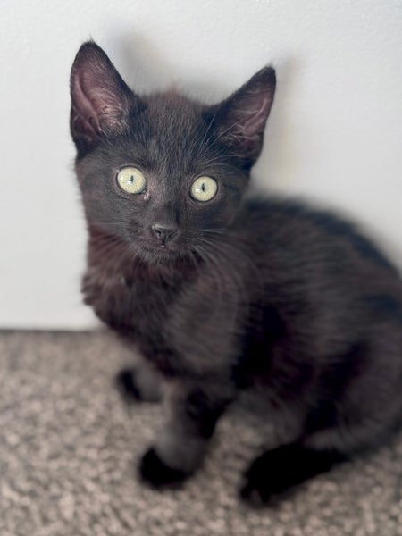 Rescue Kittens for Adoption Carousel 15