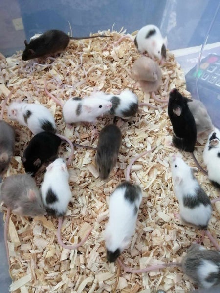 Mice Boys Carousel 1