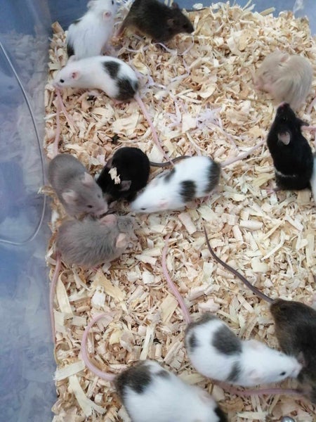 Mice Boys Carousel 2