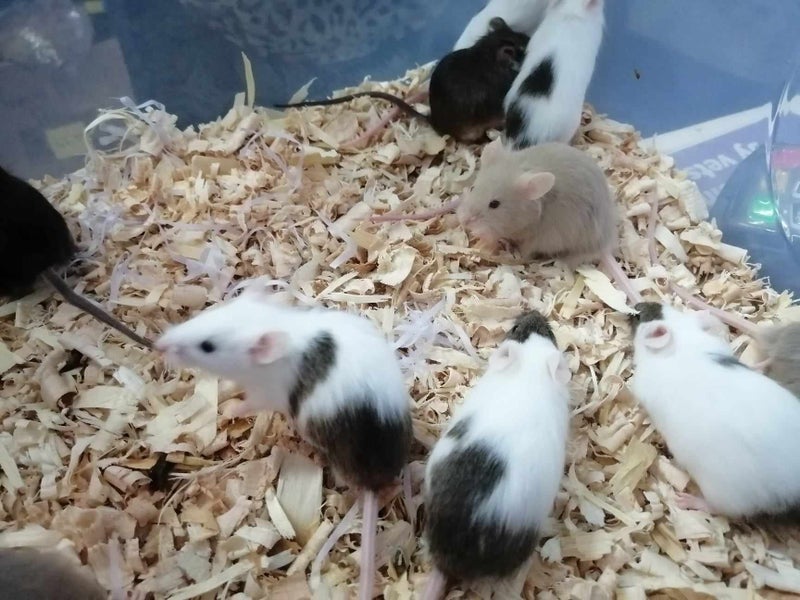 Mice Boys Carousel 3