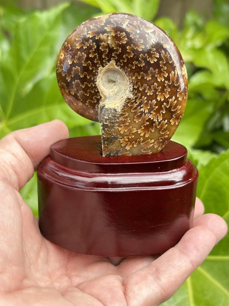 Ammonite with stand Carousel 1