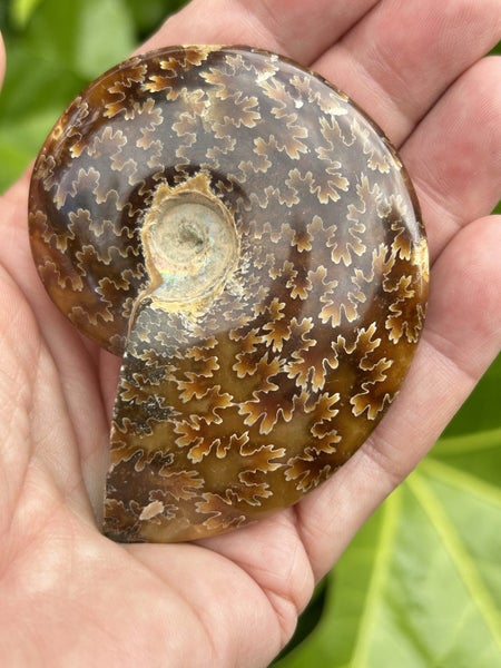 Ammonite with stand Carousel 2
