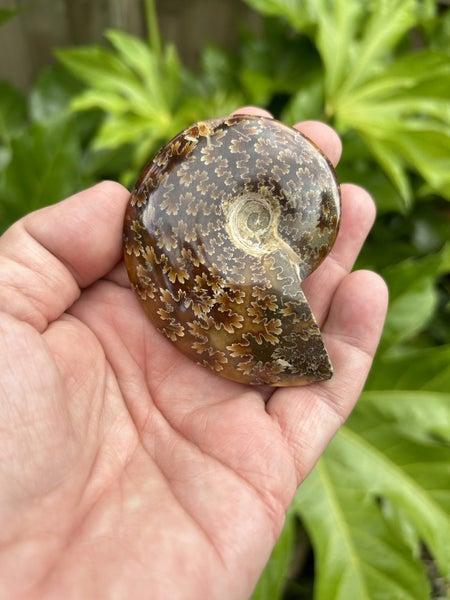 Ammonite with stand Carousel 4