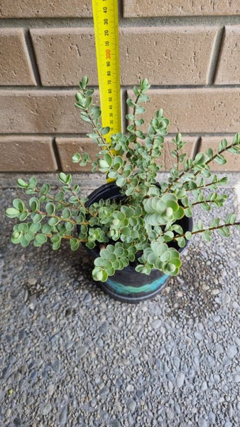 Hebe Pinguifolia Pagei Carousel 2