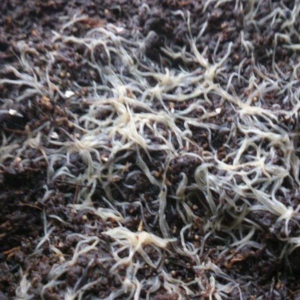 Live White Worms - Freshwater Aquarium and Pond Feed - Starter Colony Carousel 1