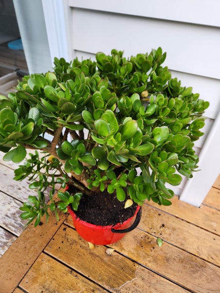 ___Jade plant (money tree)___ Carousel 1