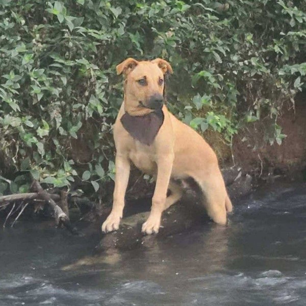 Buddy - Mastiff X - BOI Animal Rescue Trust Carousel 2