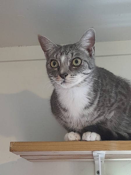Brave Paws Cat Rescue - Kittens - Smokey &Timmy Carousel 18