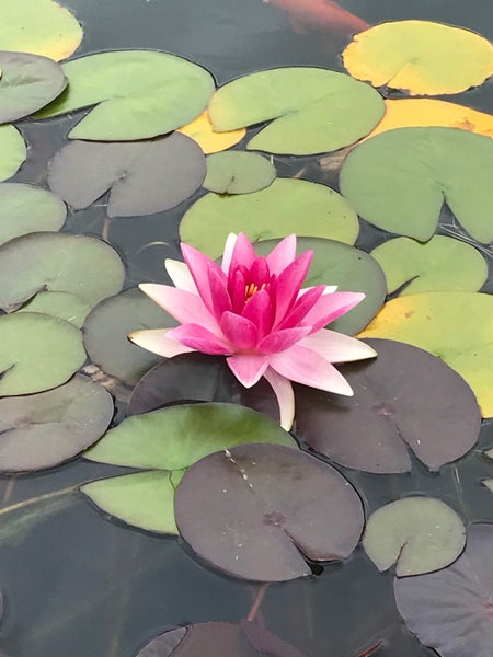 Water Lilly Carousel 1
