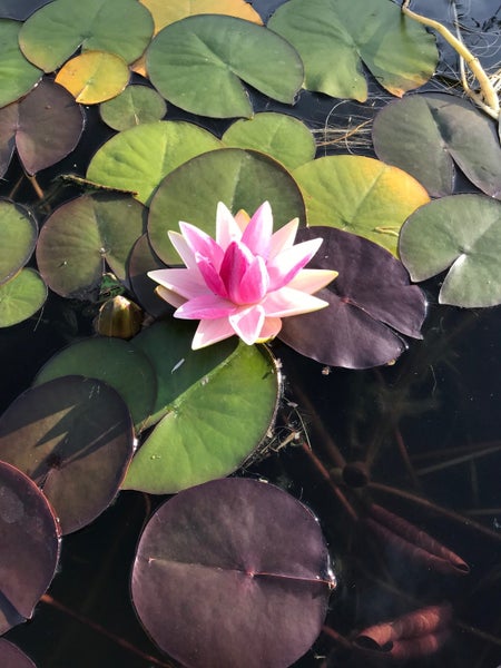 Water Lilly Carousel 2
