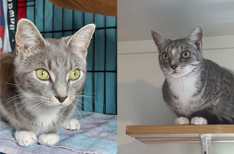 Brave Paws Cat Rescue - Cat - Timmy Carousel 9