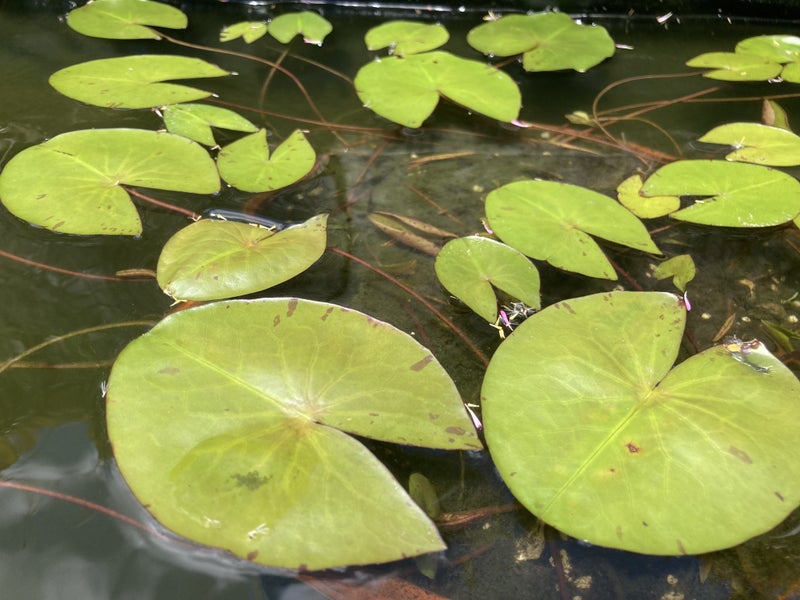 Water Plant - Lily Carousel 2