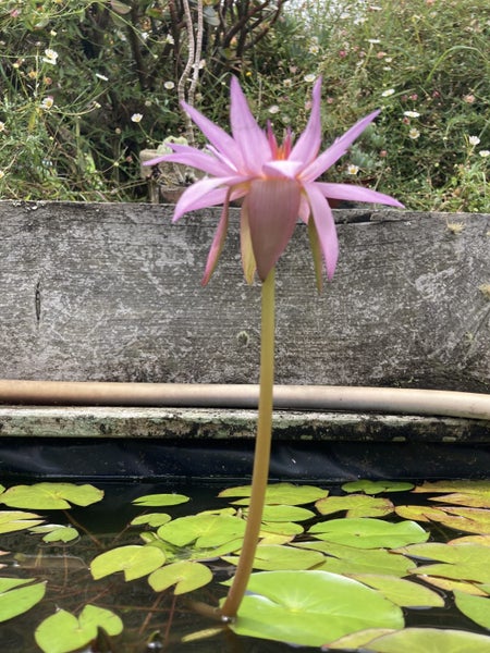 Water Plant - Lily Carousel 1
